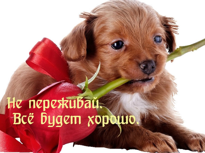 Открытки Открытки - всё будет хорошо! Приободрить словами - всё будет хорошо! Открытки - всё будет хорошо! Приободрить словами - всё будет хорошо! Красивые открытки смотреть онлайн бесплатно. Поднять настроение родным и близким. Всё будет хорошо!