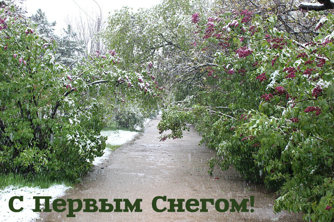 Открытки Открытки к первому снегу. Поздравления с первым выпавшим снегом. Открытки к первому снегу. Поздравления с первым выпавшим снегом. Красивые открытки смотреть онлайн бесплатно. Первый снег поздравления для родных и близких. С первым снегом!