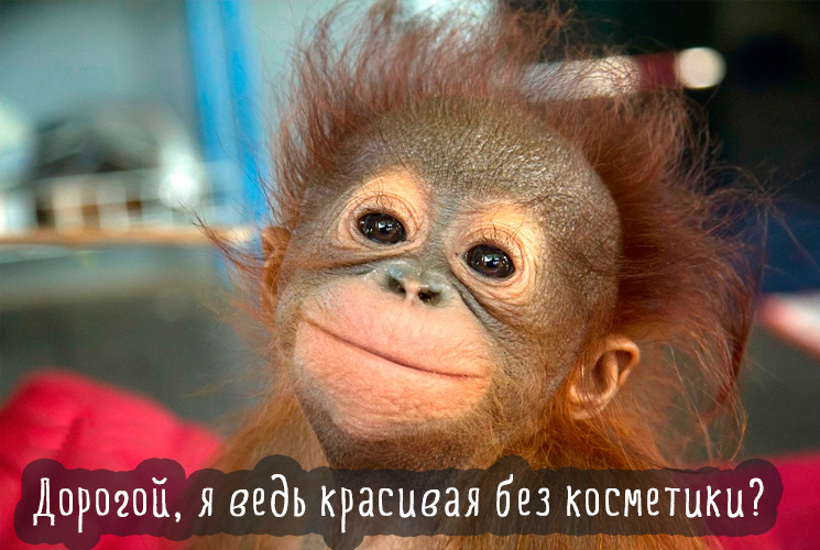 Открытки с животными. Прикольные открытки с животными. Юмор и животные.