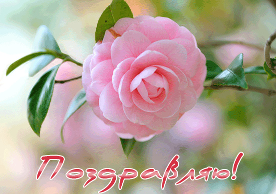 Открытки с цветами и надписью - поздравляю. Открытки для женщин.