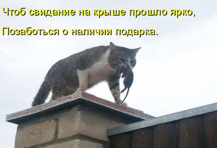 Открытки с животными. Прикольные открытки с животными. Юмор и животные.