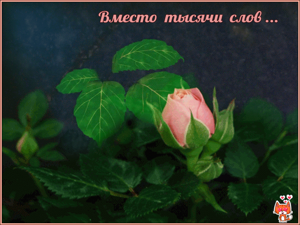 Открытки с цветами и надписью - вместо 1000 слов. Открытки для женщин.