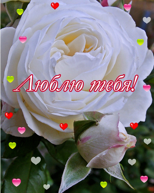 Открытки для любимых. Открытки с надписью - я люблю тебя! Люблю.
