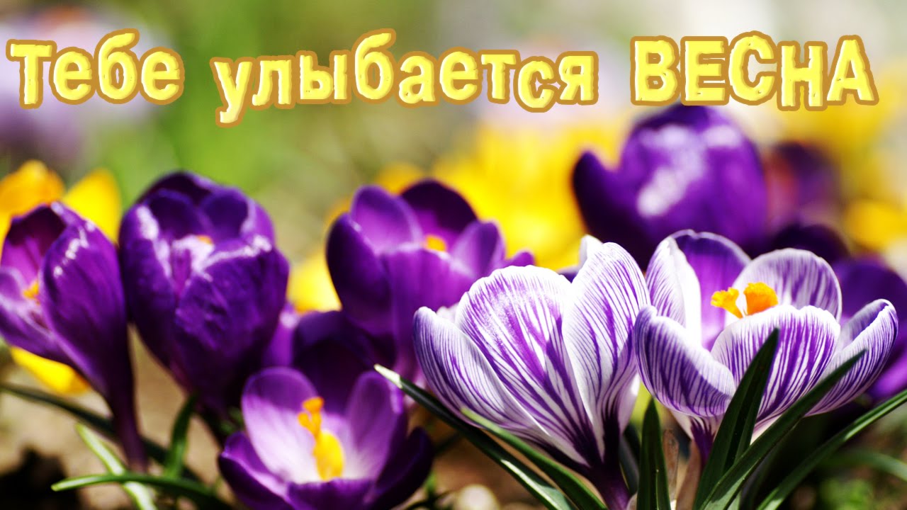 Открытки Открытки на весну. Весенние открытки. Весенние пожелания на каждый день. Открытки на весну. Весенние открытки. Весенние пожелания на каждый день. Красивые открытки смотреть онлайн бесплатно. Весеннее настроение и пожелание хорошего дня.
