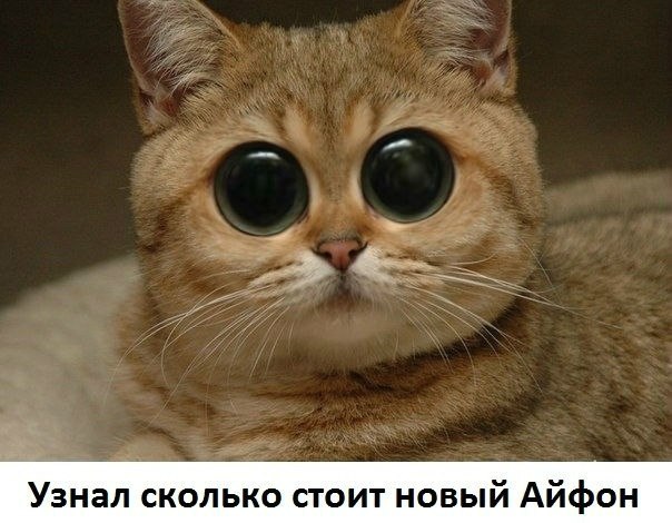 Открытки с животными. Прикольные открытки с животными. Юмор и животные.