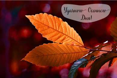 Открытки Осень Открытки на осень. Осенние открытки. С осенью поздравления.  Открытки на осень. Осенние открытки. С осенью поздравления. Красивые открытки смотреть онлайн бесплатно. Хорошего осеннего дня и осеннего утра. Осенние открытки для близких.