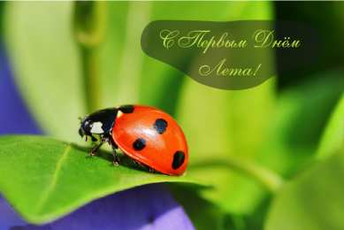 Открытки Первый день лета Открытки с поздравлениями с первым днём лета. Первый день лета. Открытки с поздравлениями с первым днём лета. Первый день лета. Красивые открытки смотреть онлайн бесплатно. Открытки к первому дню лета. Пожелания хорошего лета.