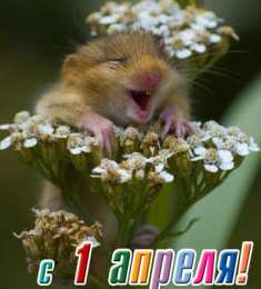 День смеха (1 апреля) Открытки ко Дню смеха, Дню дурака. Открытки на 1 апреля. Смех