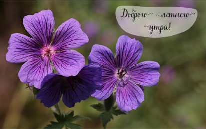 Лето Открытки на лето. Пожелания хороших летних дней. Летние открытки.