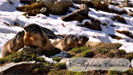 Открытки Первый снег Открытки к первому снегу. Поздравления с первым выпавшим снегом. Открытки к первому снегу. Поздравления с первым выпавшим снегом. Красивые открытки смотреть онлайн бесплатно. Первый снег поздравления для родных и близких. С первым снегом!