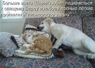 Прикольные открытки с животными Открытки с животными. Прикольные открытки с животными. Юмор и животные.