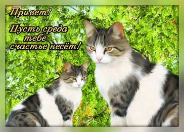 Удачной среды Открытки на среду скачать. Открытки на среду с пожеланиями бесплатно.