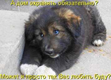 Прикольные открытки с животными Открытки с животными. Прикольные открытки с животными. Юмор и животные.