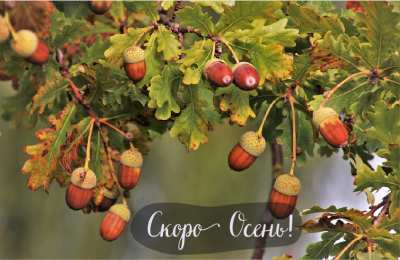 Открытки Скоро осень Открытки в преддверии осени. Скоро осень поздравления. Осень близко. Открытки в преддверии осени. Скоро осень поздравления. Осень близко. Красивые открытки смотреть онлайн бесплатно. Скоро осень открытки в преддверии осени. Осень.