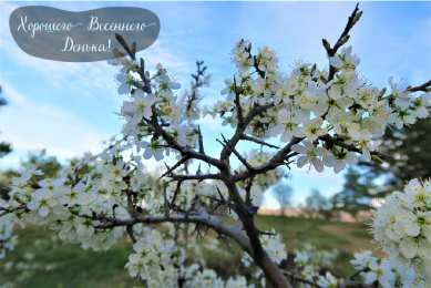 Открытки Весна Открытки на весну. Весенние открытки. Весенние пожелания на каждый день. Открытки на весну. Весенние открытки. Весенние пожелания на каждый день. Красивые открытки смотреть онлайн бесплатно. Весеннее настроение и пожелание хорошего дня.