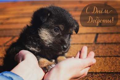 День доброты Открытки с поздравлениями ко Дню доброты. С Днём доброты открытки.