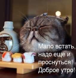 Прикольные открытки с животными Открытки с животными. Прикольные открытки с животными. Юмор и животные.