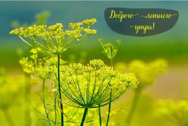 Лето Открытки на лето. Пожелания хороших летних дней. Летние открытки.