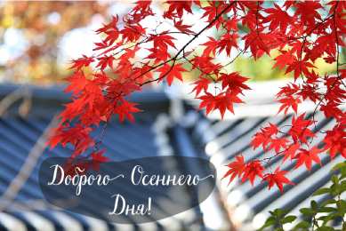Открытки Осень Открытки на осень. Осенние открытки. С осенью поздравления.  Открытки на осень. Осенние открытки. С осенью поздравления. Красивые открытки смотреть онлайн бесплатно. Хорошего осеннего дня и осеннего утра. Осенние открытки для близких.