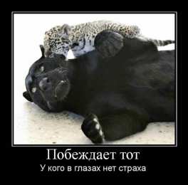 Демотиваторы Открытки демотиваторы. Прикольные открытки в демотиваторах. 