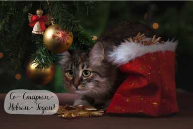 Открытки Со Старым Новым Годом Открытки со Старым Новым Годом. Поздравления на Старый Новый Год. Открытки со Старым Новым Годом. Поздравления на Старый Новый Год. Красивые открытки смотреть онлайн бесплатно. Поздравления со Старым Новым Годом для родных и близких.