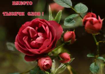 Вместо 1000 слов Открытки с цветами и надписью - вместо 1000 слов. Открытки для женщин.