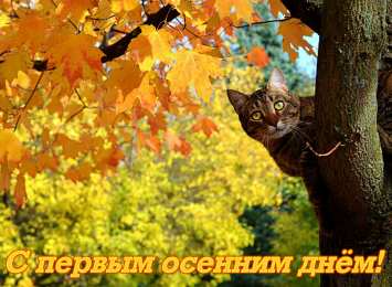 Открытки С началом осени Открытки с поздравлениями с началом осени. Начало осени открытки. Открытки с поздравлениями с началом осени. Начало осени открытки. Красивые открытки смотреть онлайн бесплатно. Поздравления с началом осени для родных и близких.