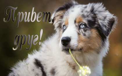 Привет другу/подруге Открытки с приветствием друзей. Открытки для друга и подруги.