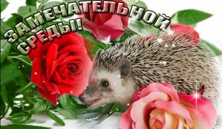 Удачной среды Открытки на среду скачать. Открытки на среду с пожеланиями бесплатно.