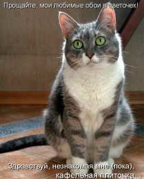 Прикольные открытки с животными Открытки с животными. Прикольные открытки с животными. Юмор и животные.