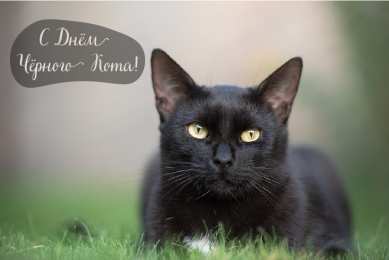 День черного кота Открытки с поздравлениями ко Дню чёрного кота. С Днём чёрного кота!
