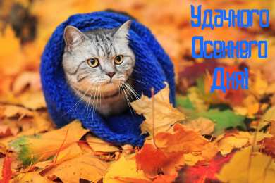 Открытки Осень Открытки на осень. Осенние открытки. С осенью поздравления.  Открытки на осень. Осенние открытки. С осенью поздравления. Красивые открытки смотреть онлайн бесплатно. Хорошего осеннего дня и осеннего утра. Осенние открытки для близких.