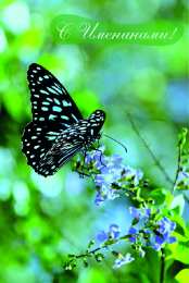 Открытки Именины Открытки на Именины. Поздравления с Именинами в открытках. Именины. Открытки на Именины. Поздравления с Именинами в открытках. Именины. Красивые открытки смотреть онлайн бесплатно. Поздравить с Именинами родных. День Именин поздравление.