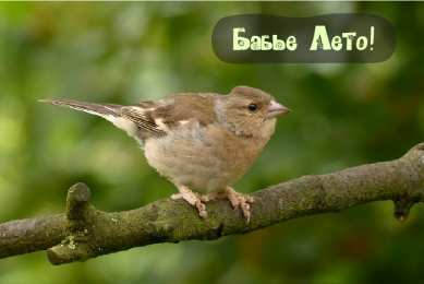 Бабье лето Открытки с поздравлениями на Бабье Лето. С Бабьим Летом! Праздник.