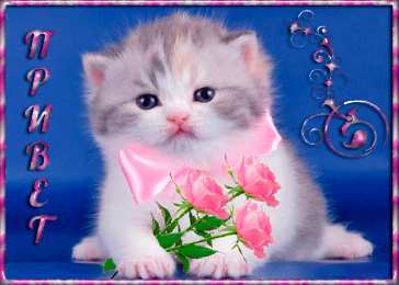 Привет Открытки с приветствием. Открытки с надписью - привет! Приветствие.