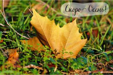 Открытки Скоро осень Открытки в преддверии осени. Скоро осень поздравления. Осень близко. Открытки в преддверии осени. Скоро осень поздравления. Осень близко. Красивые открытки смотреть онлайн бесплатно. Скоро осень открытки в преддверии осени. Осень.