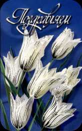 Поздравляю Открытки с цветами и надписью - поздравляю. Открытки для женщин.