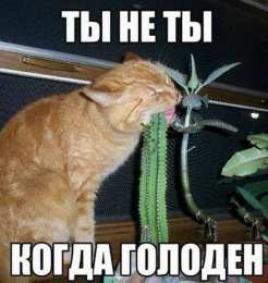 Прикольные открытки с животными Открытки с животными. Прикольные открытки с животными. Юмор и животные.