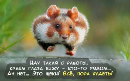 Прикольные открытки с животными Открытки с животными. Прикольные открытки с животными. Юмор и животные.