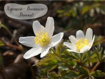 Открытки Весна Открытки на весну. Весенние открытки. Весенние пожелания на каждый день. Открытки на весну. Весенние открытки. Весенние пожелания на каждый день. Красивые открытки смотреть онлайн бесплатно. Весеннее настроение и пожелание хорошего дня.