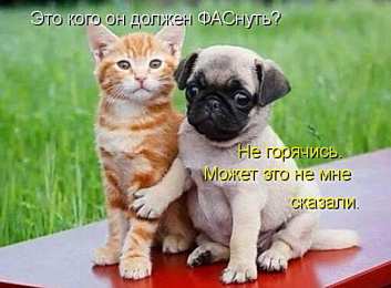 Прикольные открытки с животными Открытки с животными. Прикольные открытки с животными. Юмор и животные.