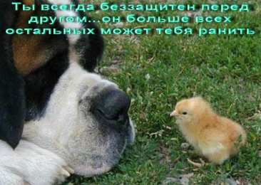 Прикольные открытки с животными Открытки с животными. Прикольные открытки с животными. Юмор и животные.