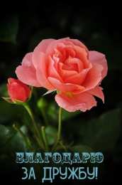 Спасибо за дружбу Открытки с любовью для друзей. Открытки другу и подруге, друзьям.