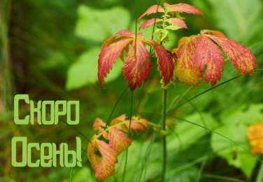 Открытки Скоро осень Открытки в преддверии осени. Скоро осень поздравления. Осень близко. Открытки в преддверии осени. Скоро осень поздравления. Осень близко. Красивые открытки смотреть онлайн бесплатно. Скоро осень открытки в преддверии осени. Осень.