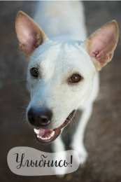 Открытки Улыбнись Открытки для улыбки. Пожелания хорошего настроения и улыбок. Открытки для улыбки. Пожелания хорошего настроения и улыбок. Красивые открытки смотреть онлайн бесплатно. Пожелания улыбок для родных и близких. Улыбнись миру!!