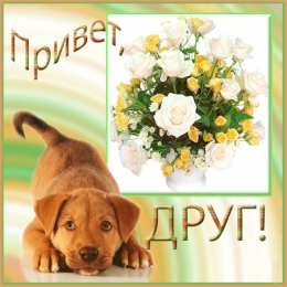 Привет другу/подруге Открытки с приветствием друзей. Открытки для друга и подруги.