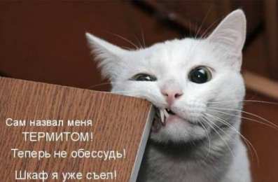 Прикольные открытки с животными Открытки с животными. Прикольные открытки с животными. Юмор и животные.