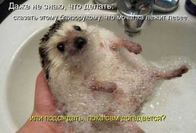 Прикольные открытки с животными Открытки с животными. Прикольные открытки с животными. Юмор и животные.