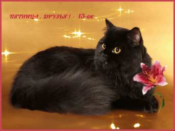 Пятница 13 Открытки с пожеланиями на Пятницу 13-е. С Пятницей 13 открытки.