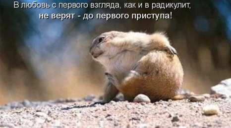 Прикольные открытки с животными Открытки с животными. Прикольные открытки с животными. Юмор и животные.